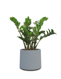 Albero
