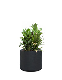 Albero