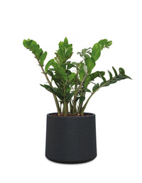 Albero