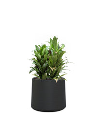 Albero