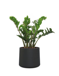 Albero