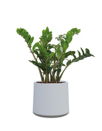 Albero