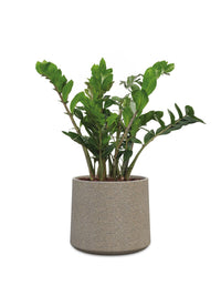 Albero