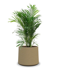Albero