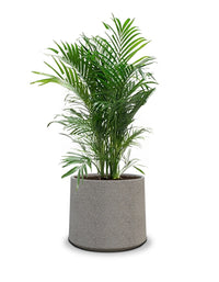 Albero