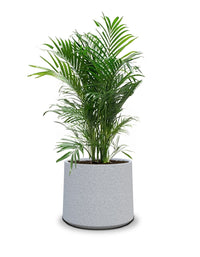 Albero