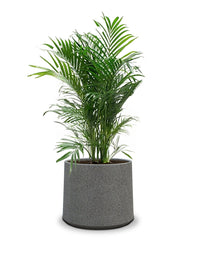 Albero