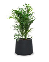 Albero