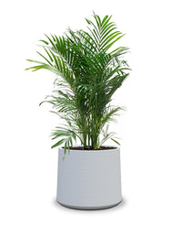 Albero