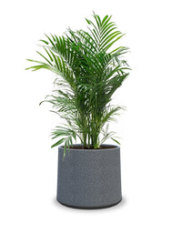 Albero