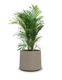 Albero