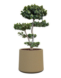 Albero