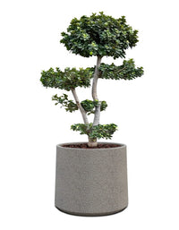 Albero