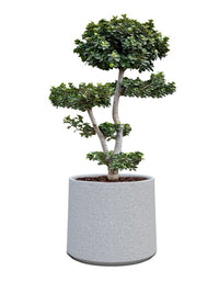 Albero