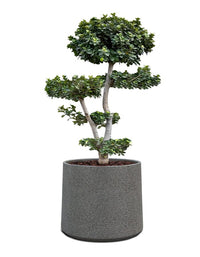 Albero