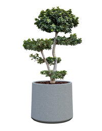 Albero