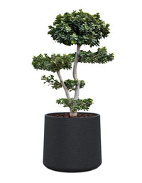 Albero