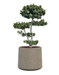 Albero