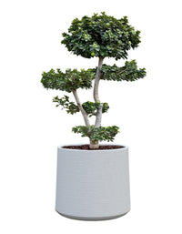 Albero