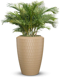 Chiara Full Soil