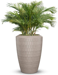 Chiara Full Soil