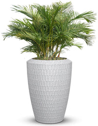 Chiara Full Soil