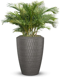 Chiara Full Soil