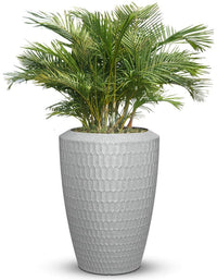 Chiara Full Soil
