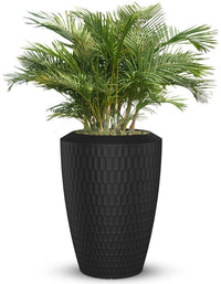 Chiara Full Soil