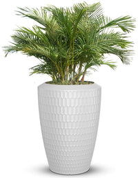 Chiara Full Soil