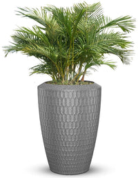 Chiara Full Soil