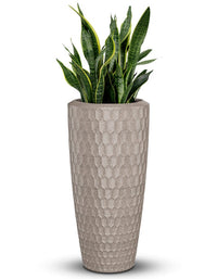 Chiara Full Soil