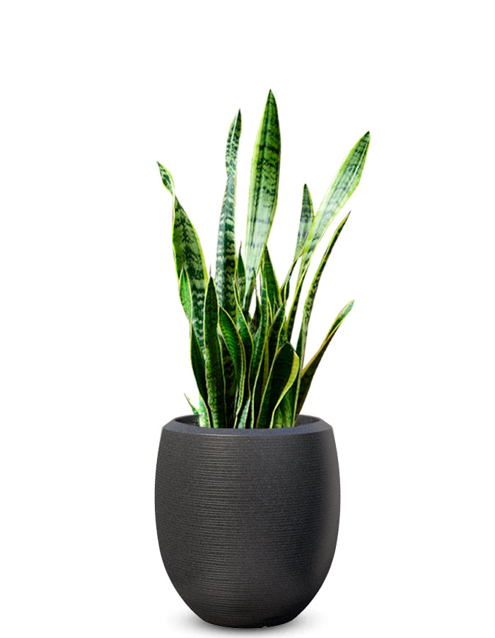 Enzo Large Planter