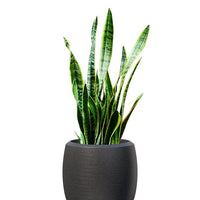 Enzo Large Planter