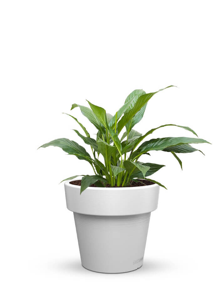 Eloisa LED Planter