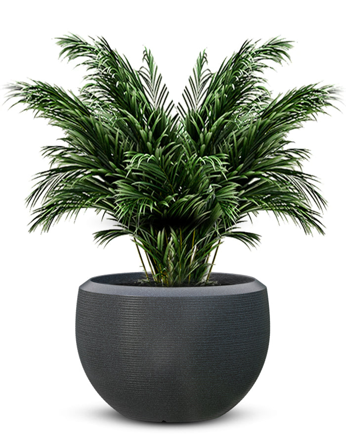 Grande Large Planter