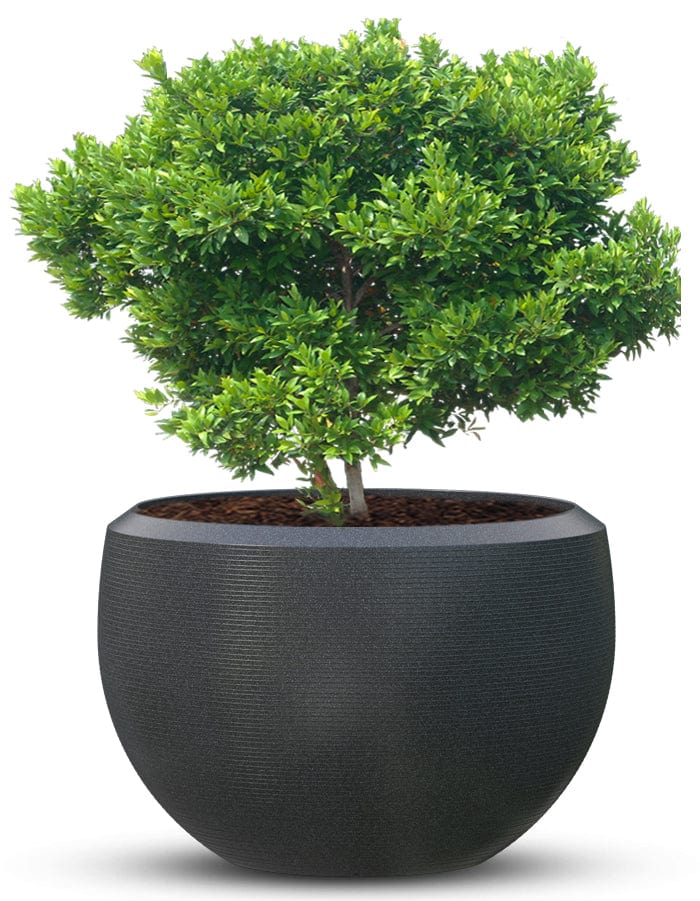 Grande Extra Large Planter