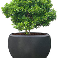 Grande Extra Large Planter