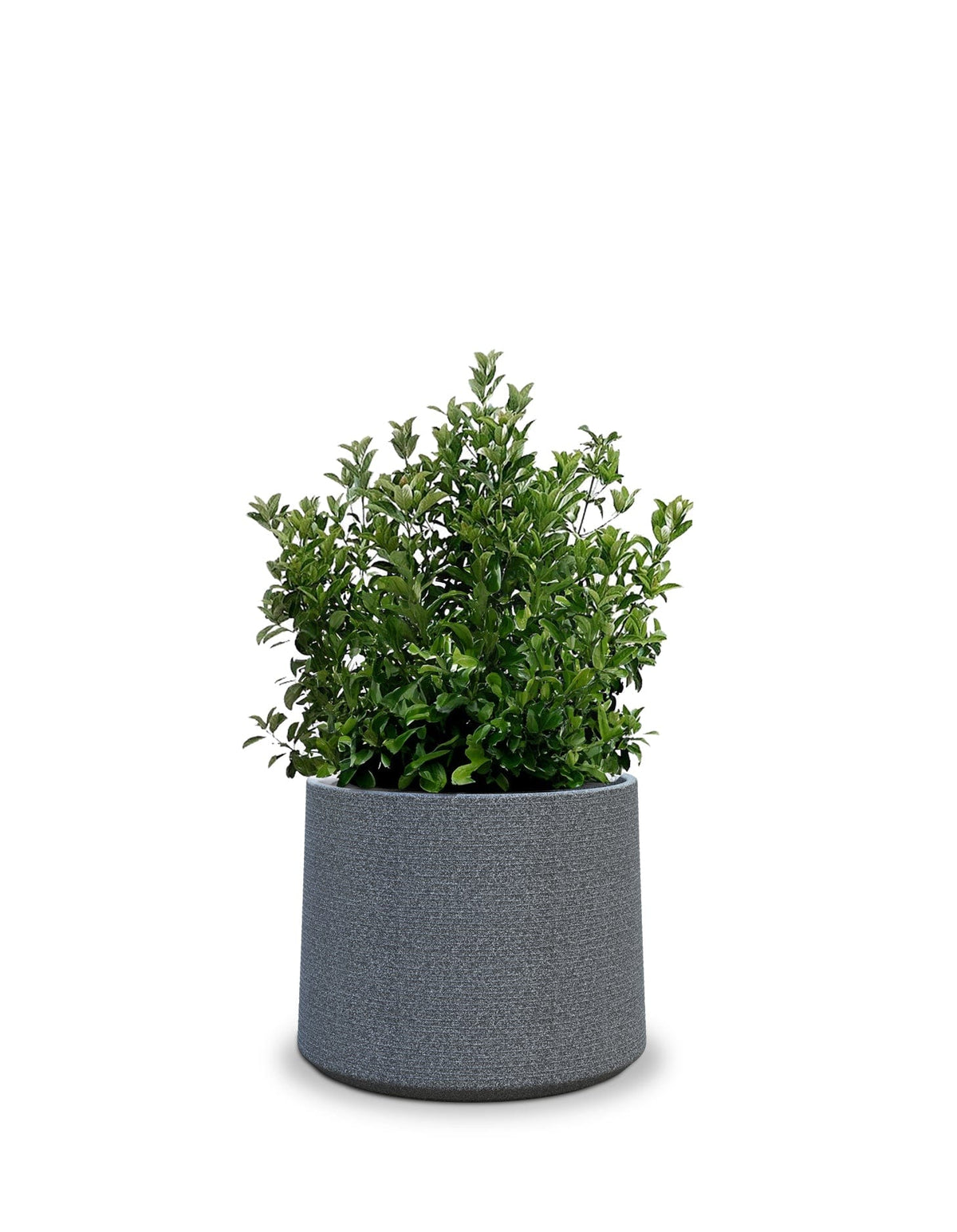 Sereno planters ALBERO