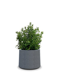 Sereno planters ALBERO