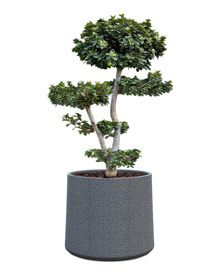 Sereno planters ALBERO