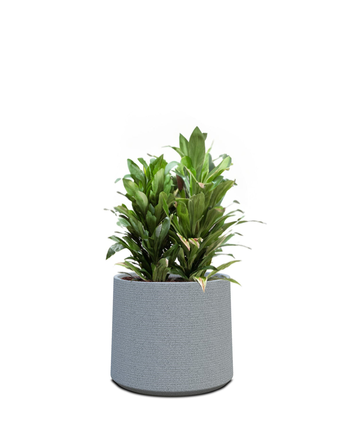 Sereno planters ALBERO