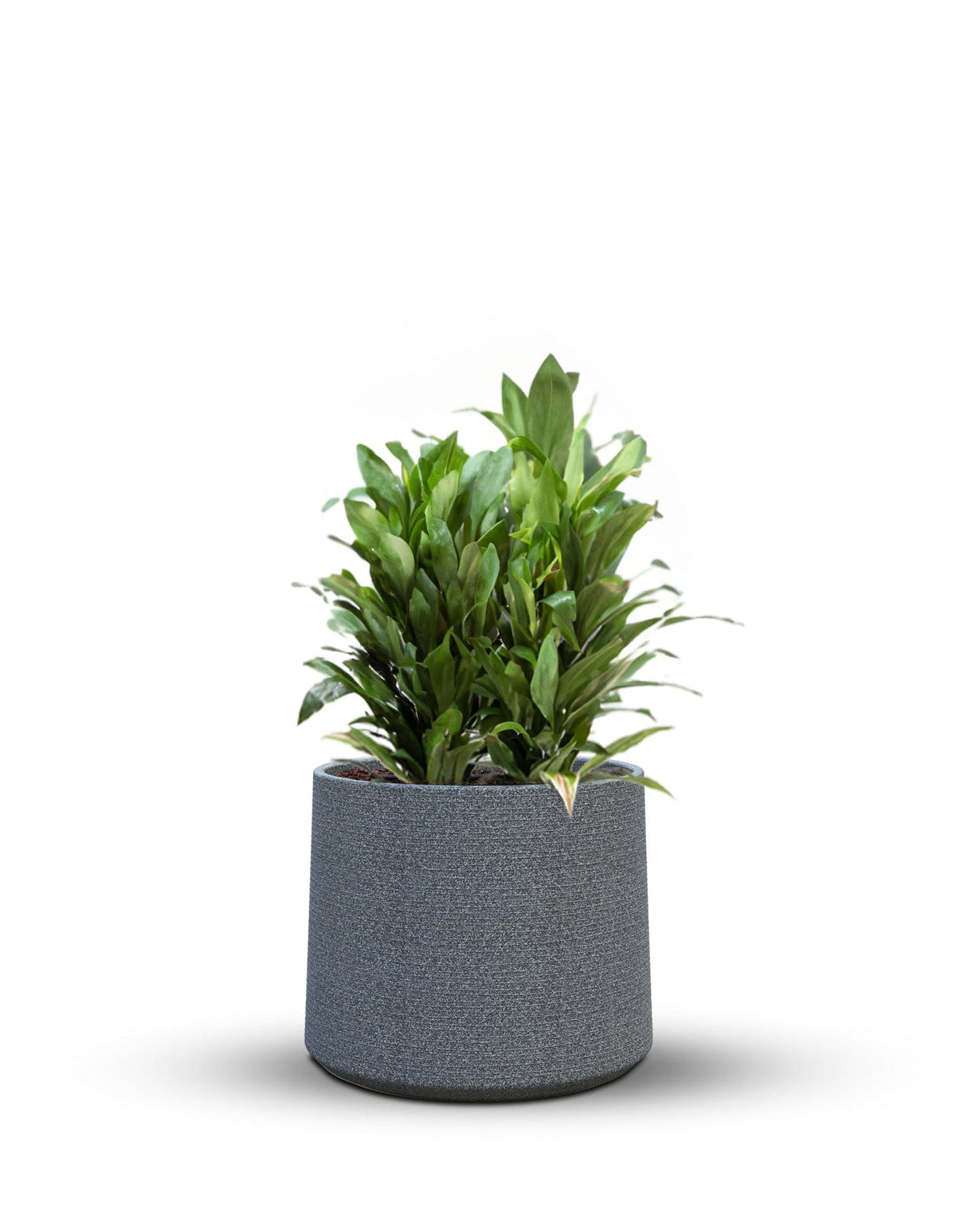Sereno planters ALBERO