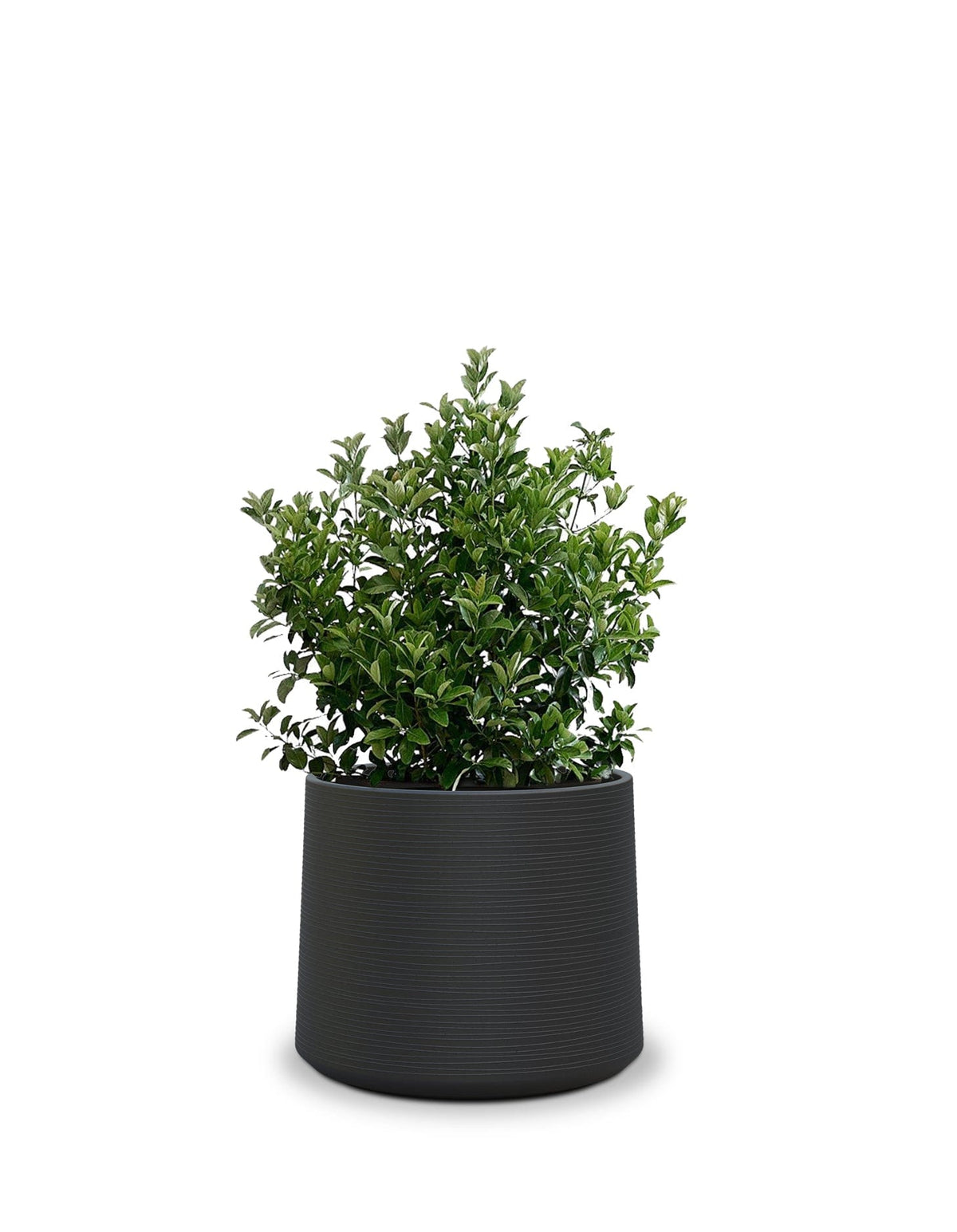 Sereno planters ALBERO