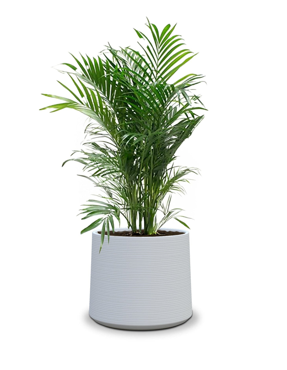 Sereno planters ALBERO
