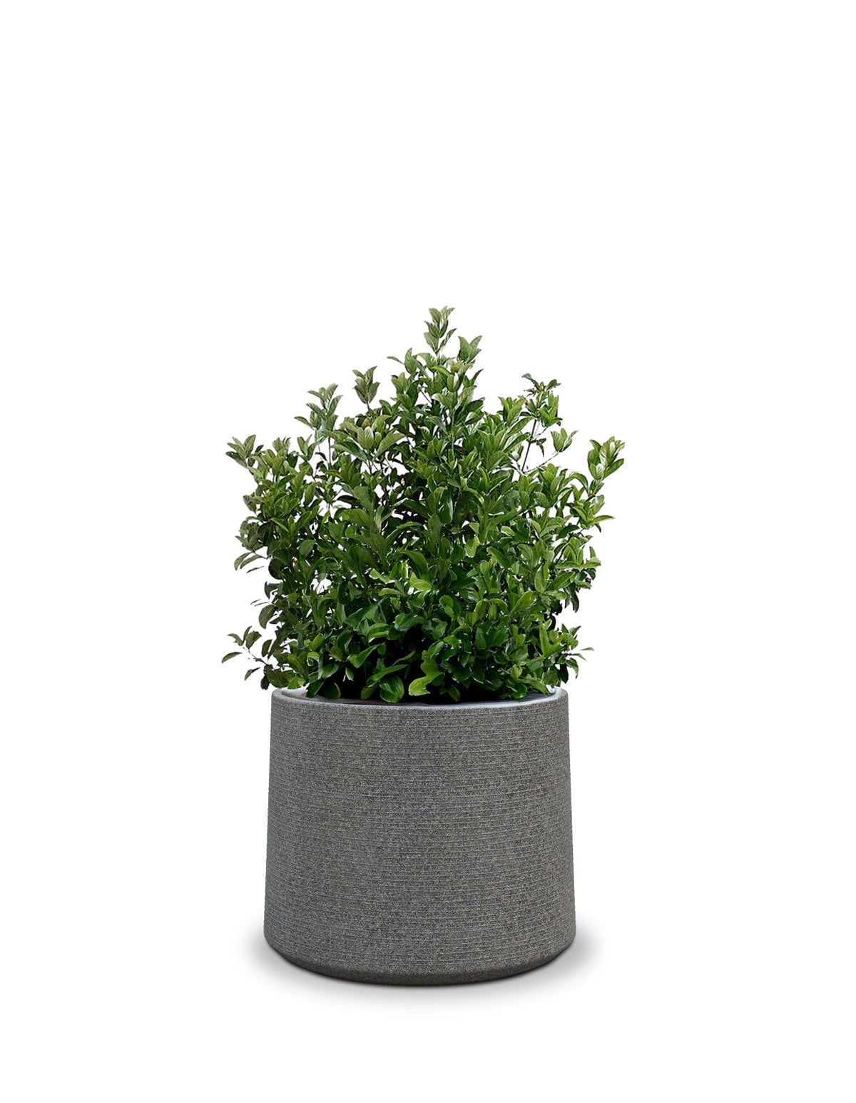 Sereno planters ALBERO