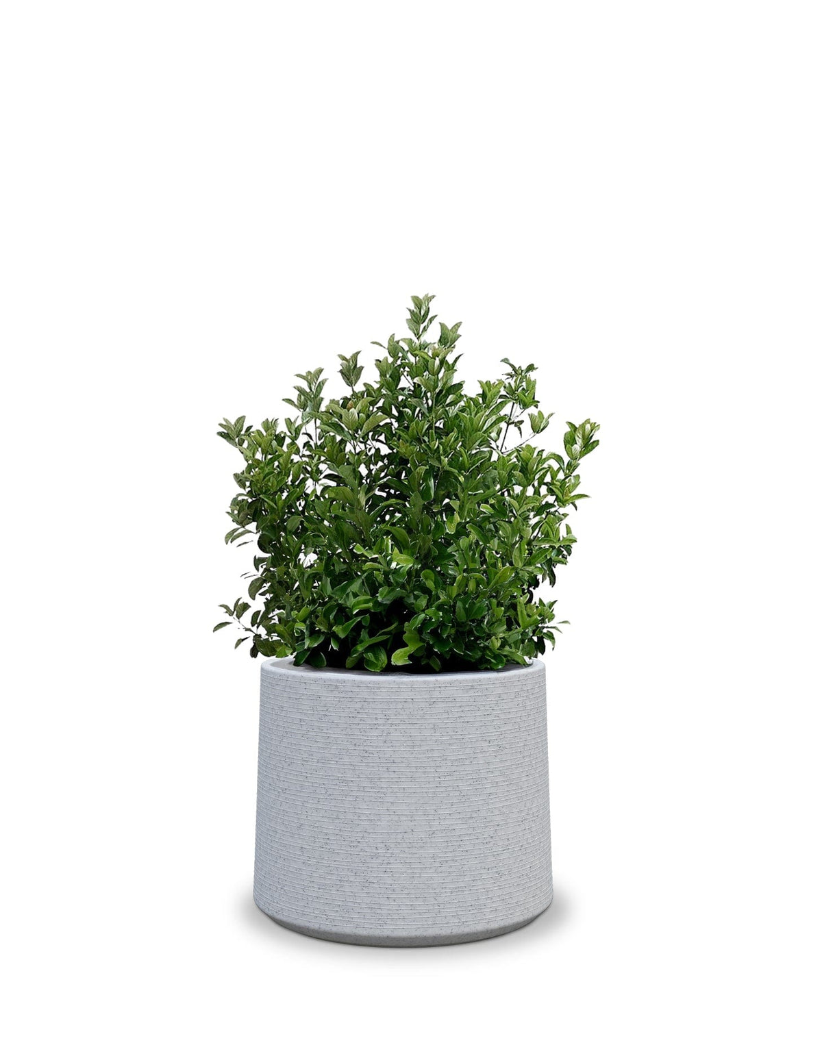Sereno planters ALBERO