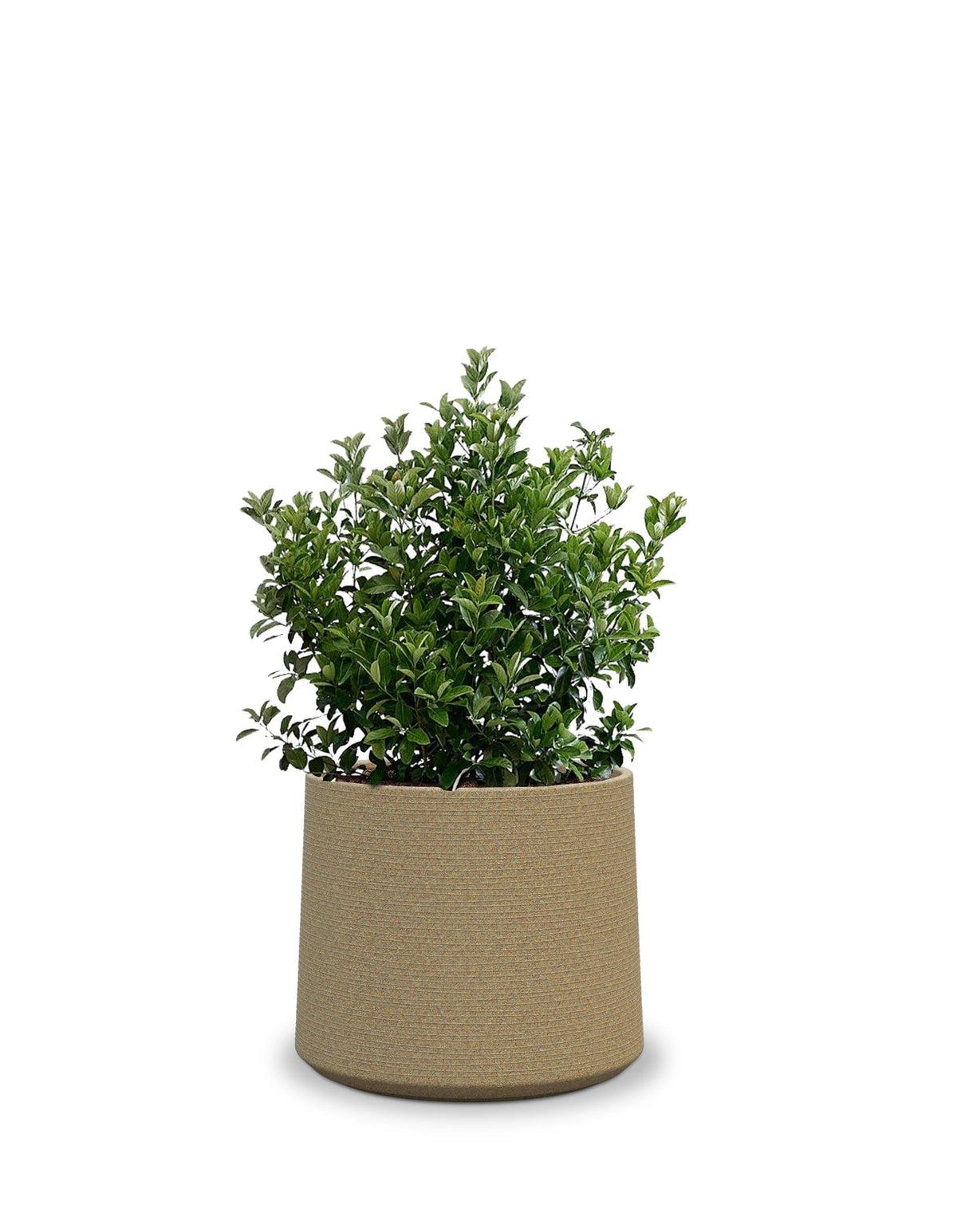 Sereno planters ALBERO