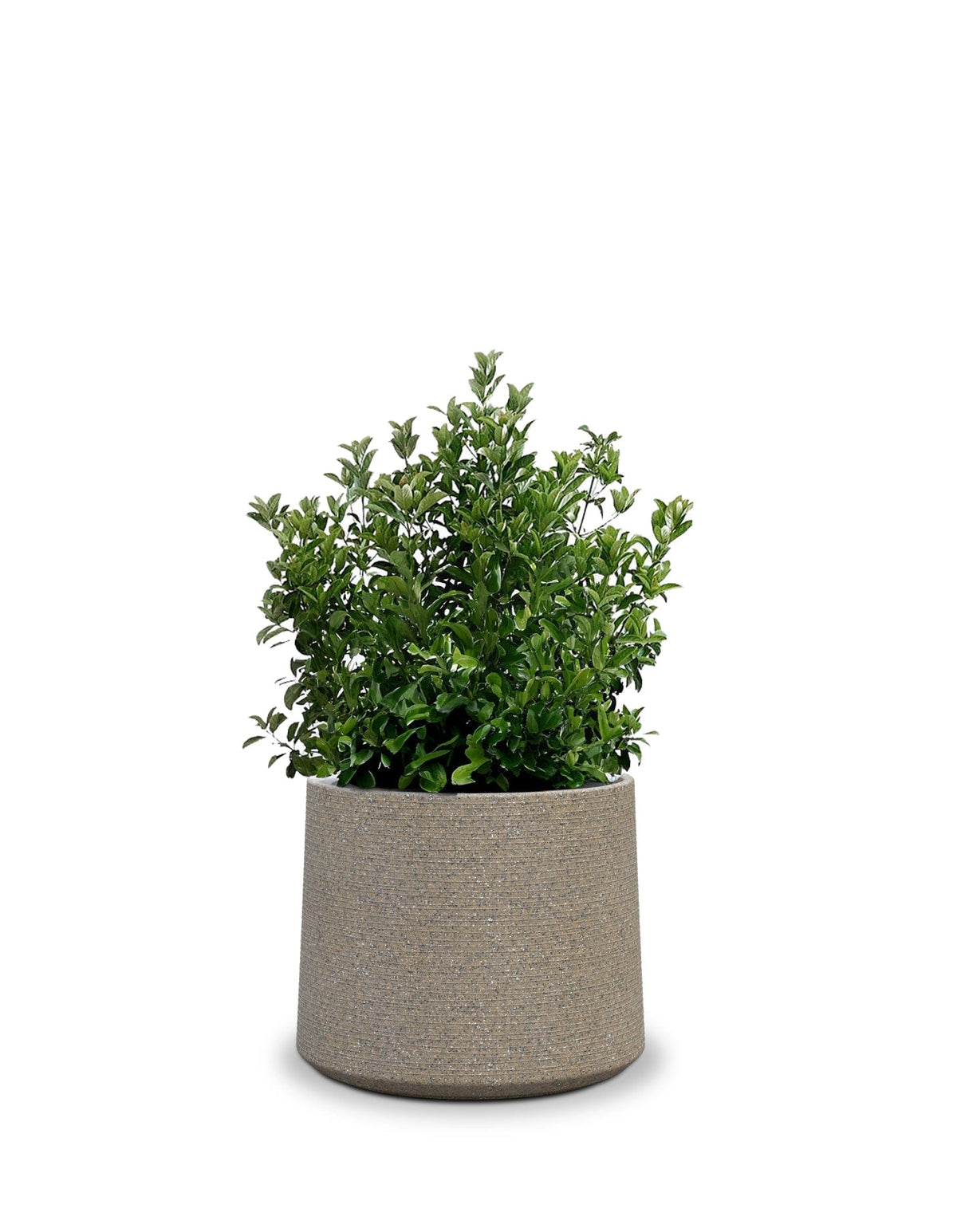 Sereno planters ALBERO