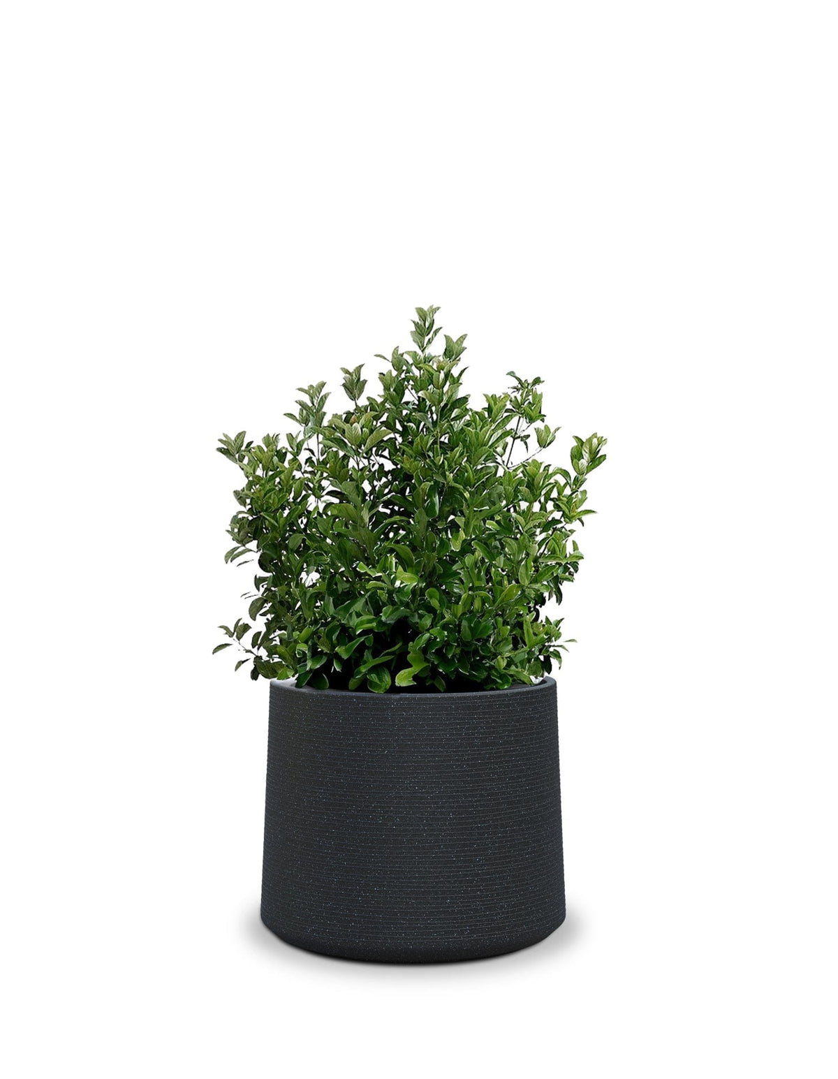 Sereno planters ALBERO
